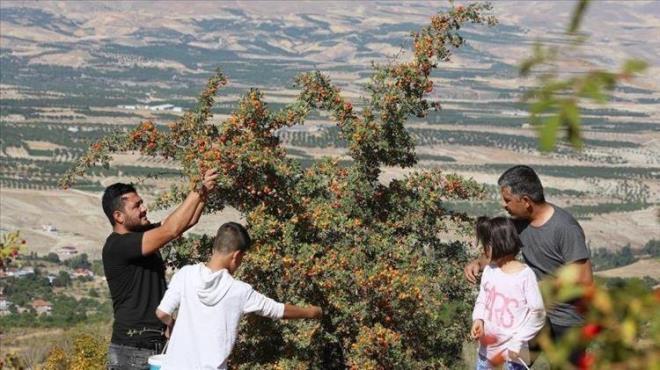 Sz konusu meyvelerin austos, eyll ve ekim aylarnda pazar ve manavlarda grldn ifade eden zkan, ala bal barsak tkankl vakalarnn arttna dikkati ekerek, "Getiimiz bir iki ay iinde 10 hastamzda grdk. Bunlarn 7'si ila tedavisiyle ya da endoskopiyle tedavi edilebildi ancak n ameliyat etmek zorunda kaldk hatta birinin, daha nce geirdii ameliyat yerinde barsak delinmesi mevcuttu. Bu nedenle barsann bir ksmn da almak gerekti." diye konutu.