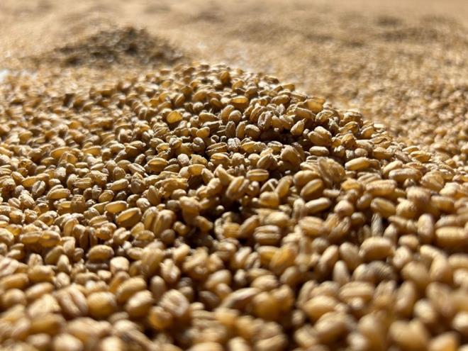 TRKYE'DEN HRA EDLYOR    ztrk, bulgurun ihra edildiine de deinerek, ?Grn bulgurunun en byk zellii farkl buday trnn kullanlmasdr. Hem su hem de ya emicilii daha fazla olmas sebebiyle daha lezzetli oluyor. u an iin Trkiye'nin yaklak 53 ilinde rnlerimiz bulunmakta olup birka lkeye de ihracatmz davam etmektedir? eklinde konutu.