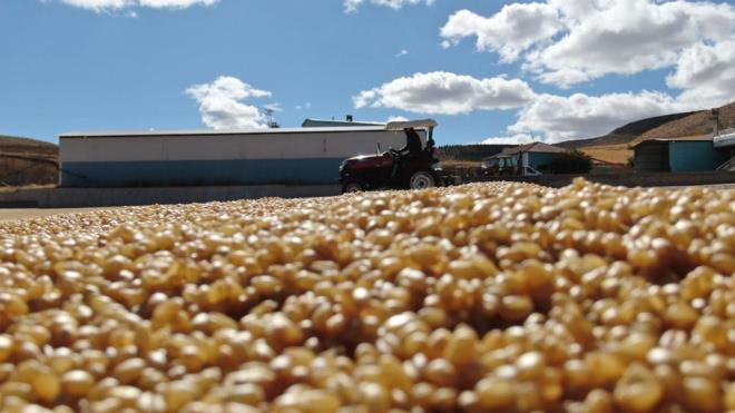 Grn ilesinde doal yntemlerle retilen Grn bulguru, bin bir zahmetle sofralara ulatrlyor. Organik Zeron buday kullanlarak elde edilen bulgur yaz aylarnda kavurucu gne altndan doal yntemlerle kurutulurken kn ise frnlarda kurutuluyor, ardndan da ykanp ayklanarak tketime hazr hale getiriliyor. Trkiye'nin drt bir tarafna gnderilen, ihracat da yaplan Grn bulguru dier bulgurlardan farkl olarak ya ve suyu daha ok ekmesi nedeniyle tercih ediliyor.