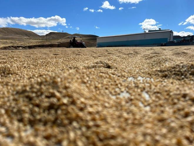 KIIN RETM FIRINLARDA DEVAM EDYOR    ztrk, bulgurun yazn gne kn ise frnlarda kurutulduunu syleyerek, ?u an sahada serilme ynetimiyle kurutma ilemi yapyoruz. Bu ilem sadece yaz aylarnda yaplabiliyor.