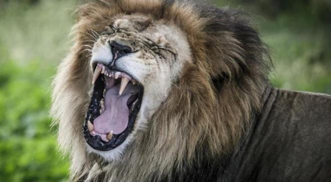 Son yllarda yaplan aratrmalar ise esnemenin beyinde scaklk dzenleyici etkisi olduunu gsteriyor. Bu gre gre esnemeyle alnan derin nefes -arabalardaki radyatr gibi- beynin soumasn salyor. Beyin scakl arttnda burun mukozasndaki kan ak hzlanr. Esnemeyle alnan hava, burun ve az boluundan -eperleri n beyinle dorudan balantl olan kan damar alaryla kapldr- geerken damarlardaki kann scakln deitirir. Bylece beynin soumasna yardmc olur. Fareler zerinde yaplan aratrmada esnemeden nce beyin scaklnda art gzlendii, sonrasnda ise scakln dt belirlendi. Ancak esnemenin scaklk dengeleyici etkisinin ortam scaklnn ar scak ya da ar souk olmad ortalama scaklklarda (yaklak 20C) daha belirgin olduu anlald.