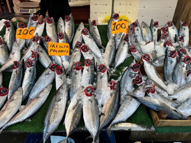Her yerde 125 lira 250 lira. Bende 100 lira palamut. Bugn bedava. 2-3 gn srkleyeceiz palamutu. Gene bedava balk yiyorlar bana dua etsinler. Daha da yiyecekler. Bolluk devam edecek. Bu fiyatlarn altna dreceiz daha?.