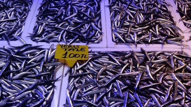 Denizlerde 1 Eyll?de balayan balk av sezonu ile son yllarn en bereketli sezonu yaanrken, palamut avnn ardndan bu durum hamsi avna da yansmaya balad.