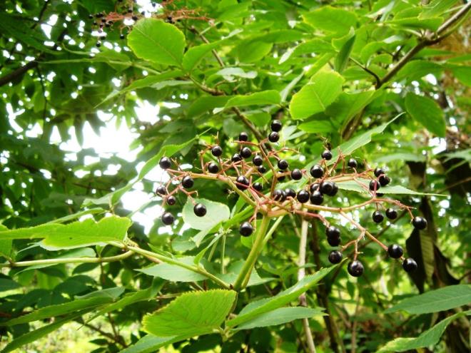 LKEMZDE BR OK YER DE DOAL BR EKLDE YETYOR    Kara mrver meyvesi Burdur ve evresinde yetiebilen bir meyvedir. zellikle Burdur?da Altnyayla ilesinde yaygn bir ekilde doada var olan bir meyvedir. ok fazla ticari olarak kullanm olmayan bir meyve olduundan dolay retiminde genel olarak doada kendiliinden yetimi olan aalarn bulunmu olduu bir flora yaygn. Fakat lkemizde de yine gneyde,  Anadolu?nun gney kesimlerinde bu kara mrver meyvesi yetiebilmekte.