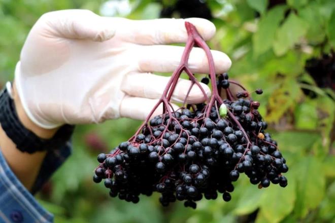 Kara mrver meyvesi ile yaplan ilk almalarn tamamlandn ve imdi deney ve retim olarak dier aamalara geeceklerini belirten uzman isim, ?Bu almada biz birinci basamak aamas olan 'Faz 1' dediimiz bir alma gerekletirmi olduk. Hcre testleri ile sreci yrtm olduk. Burada nemli olan zaten olumlu sonular elde edebilmi olmakt.