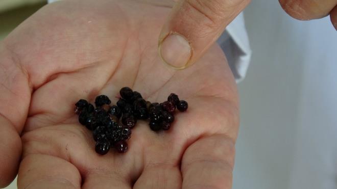 Eer olumlu sonular elde edememi olsaydk zaten bu almann bu aamasndan sonra ilerleyebilmemiz mmkn olmayacakt. Elde ettiimiz olumlu sonular artk bizi ikinci ve nc aamalarda yani deney hayvanlar veya onlardan olumlu sonular elde edersek insanlar zerinde gerekletireceimiz almalar ile artk nihai sonucu alma ve daha sonrasnda da artk gerekletirilebilirse endstri ile i birlii yaplarak, onlarda rn gelitirme almalarna girme sreleri ile devam edecektir. Fakat u an iin sadece birinci basamak almalar bitti. Bu almalar da bize bu rnn kolon kanseri zerinde etkili olabileceini gsterdi? dedi.