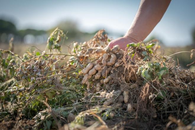 PROTEN    Yer fst ve badem her ikisi de protein asndan zengindir. Hangi kuruyemiin protein ieriinin yksek olduunu renince aracaksnz. Bademler iki kritik amino asit asndan dktr: metionin ve lizin. Tersine, yer fst lizin ve metioninin iyi bir kaynadr. 100 gramnda 21,2 g protein bulunan bademlerle karlatrldnda, yer fstnda 24,4 g bulunur, bu da %15 daha fazla proteindir.