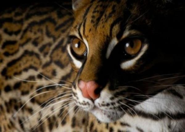 Ksaca, gelecekte 150 yl yaayacak biri mr boyunca fil, kaplan, empanze gibi hayvanlar grmeyebilir.