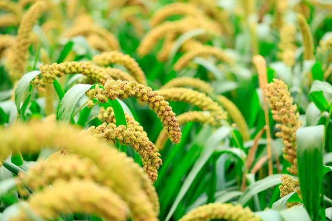 Salkl beslenmenin vazgeilmez tahllarndan biri olan dar, insan salna saysz fayda sunuyor. te dar tketmenin vcuda olan faydalar;<br><br><strong>KALP KRZ RSKN AZALTIR</strong><br><br>Dar, magnezyum ve potasyum ieriiyle kan basncn dengeler ve damarlar korur. Lif zenginlii sayesinde kt kolesterol drerek kalp krizi ve damar yalanmas riskini azaltr.