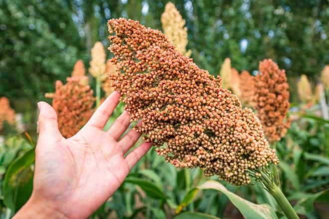 Dar doada bulunan en gl magnezyum kaynaklar arasnda yer alr. Dar, besin deeri yksek olan bir tahldr ve magnezyum asndan zengin bir kaynaktr. Magnezyum, vcutta enerji retimi, sinir fonksiyonu ve kaslarn dzgn almas gibi birok nemli srete rol oynar. Ayrca kemik saln destekler ve kan basncn dzenlemeye yardmc olur.<p>    Dar, gltensiz bir tahl olduu iin glten intolerans olanlar iin de iyi bir alternatiftir. Magnezyumun yan sra B vitaminleri, demir ve inko gibi dier besin maddeleri asndan da faydaldr.