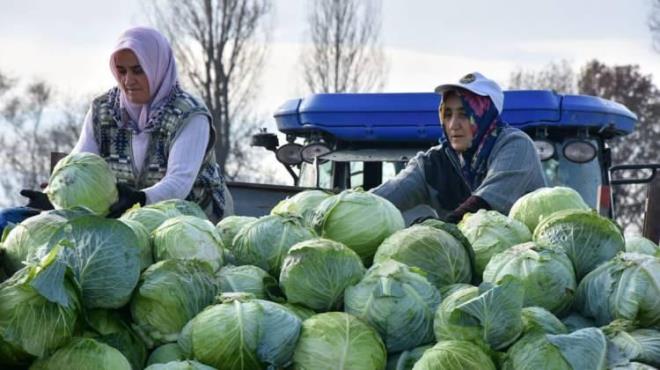 Ayrca lahana yapraklarn st ierisinde kaynatp macun kvamna getirin.