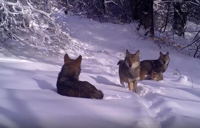 Uluda Milli Park'na kurulan bir fotokapana, kurtlar yakaland. 5 kurttan oluan sr, yiyecek ararken grntlere yansd.