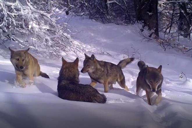 Doa Koruma ve Milli Parklar Mdrl'nn sosyal medya hesabndan yaplan paylamda, "Uluda Milli Park'nn asil misafirleri kurtlar... Baklarndaki asalet, duruundaki heybetle onlara hayran olmamak mmkn deil" ifadeleri yer ald. (DHA)