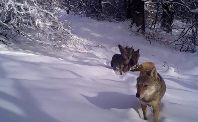 Doa Koruma ve Milli Parklar 2'nci Blge Mdrl tarafndan kaak avlanmayla mcadele ve yemleme almalarn takip etmek amacyla yaban hayatn youn olduu blgelere fotokapanlar kuruldu.