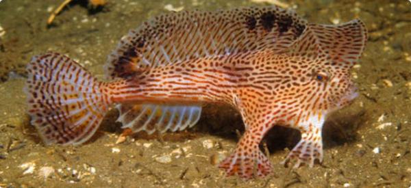 Denizin altnda yaayan canllara inanamayacaksnz