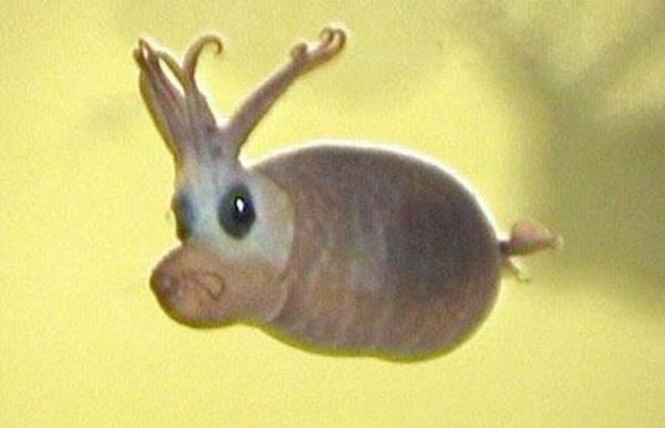 Denizin altnda yaayan canllara inanamayacaksnz