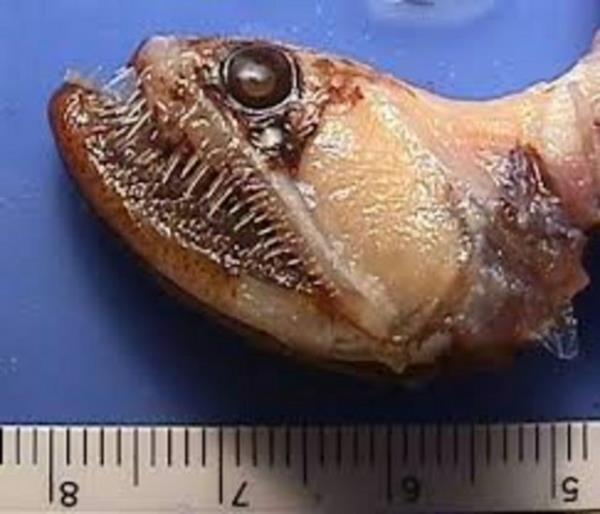 Denizin altnda yaayan canllara inanamayacaksnz