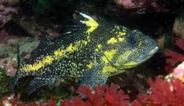 Denizin altnda yaayan canllara inanamayacaksnz