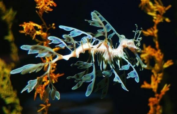 Denizin altnda yaayan canllara inanamayacaksnz