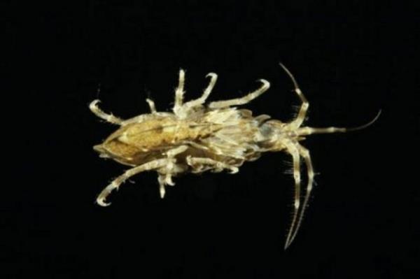 Denizin altnda yaayan canllara inanamayacaksnz