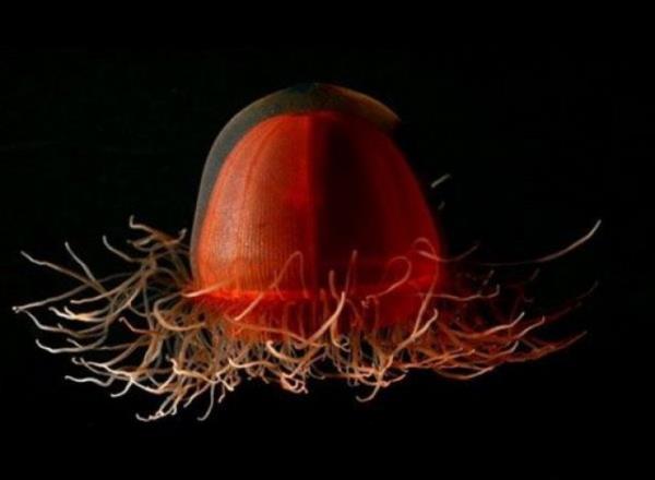 Denizin altnda yaayan canllara inanamayacaksnz