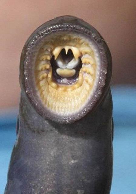 Denizin altnda yaayan canllara inanamayacaksnz