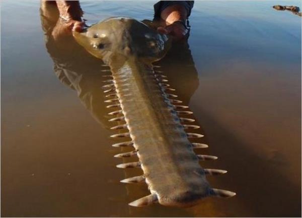 Denizin altnda yaayan canllara inanamayacaksnz