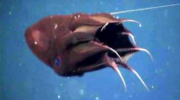 Denizin altnda yaayan canllara inanamayacaksnz