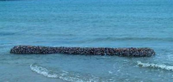 Denizin altnda yaayan canllara inanamayacaksnz