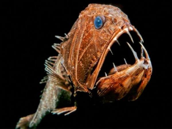 Denizin altnda yaayan canllara inanamayacaksnz