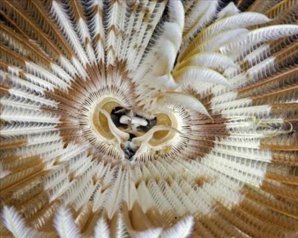 Denizin altnda yaayan canllara inanamayacaksnz