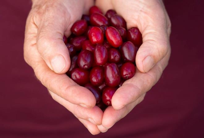 2. KIZILCIK    Dr. Nirbhai Kumar'a gre, "Kzlcklar, zararl bakterilerin idrar yoluna yapmasn nleyerek idrar yolu enfeksiyonlarn nlemeye ve bbrekleri korumaya yardmc olur. Meyve ayrca oksidatif stresle savaan antioksidanlar asndan da zengindir.    Bbrek dostu bir diyete lezzetli bir katk olarak kzlck suyu veya taze kzlcklarn tadn karn. Kzlcklar, zararl bakterileri uzaklatrma yetenekleri nedeniyle idrar yolu enfeksiyonlarn nlemesiyle bilinen bir dier favori k meyvesidir. Antioksidanlar ayrca bbreklerdeki oksidatif stresi azaltmaya ve organa zarar gelmesini nlemeye yardmc olabilir."