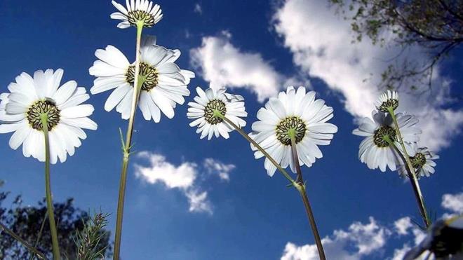 Cemre dme tarihlerine dair aratrmalar hz kazand. Halk takvimi ve inanna gre, kasm gnlerinin 100. gnnden 5 gn sonra cemrelerin dmeye balyor. Cemrenin birer hafta aralkla havaya, suya ve topraa dtne inanlyor.  tane olan cemrenin birincisi havaya, ikincisi suya ve ncs de topraa der. te, 2025 cemre dme tarihleri...