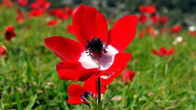 BU YIL LK CEMRE NE ZAMAN DECEK?  <p>  Her yl 20 ubat tarihinden balayarak birer hafta arayla havaya, suya ve topraa dtne inanlan cemrenin ilki 19-20 ubat'ta havaya dyor.