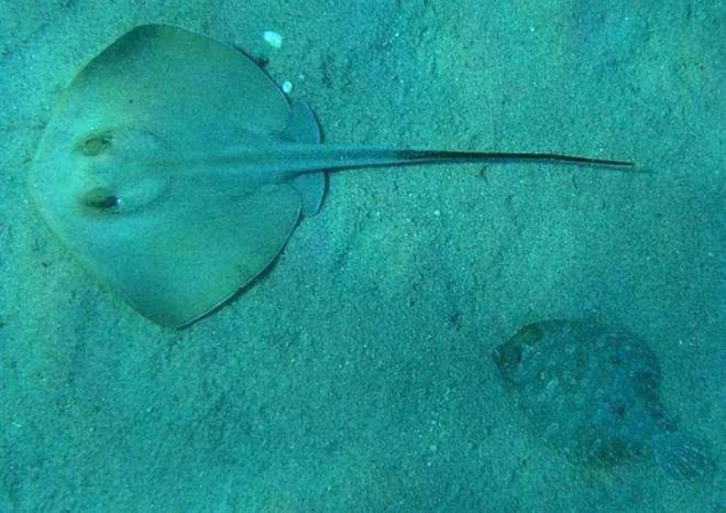 neli Vatoz  <p>  nsanlara saldrmazlar kuyruu ok tehlikelidir. ou saldr vakas kaza sonucu olmutur.