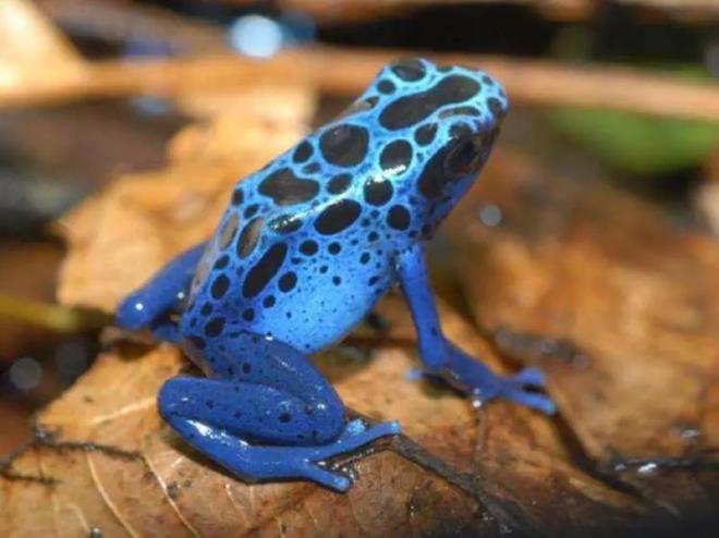 Zehir Ok Kurbaas  <p>  Onu ellediiniz anda bile fel geirebiliyorsunuz. Eer kazayla yutarsanz lm sizi 1 dakikadan daha az bir srede bulabiliyor. Dort Poison Frog Kolombiyada yayor. Neredeyse vcudu zehirden yaplm. 2 santim boyunda ve ellediiniz anda cildinin zerindeki 400 ayr zehir derinize yaylyor.