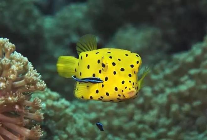 Kutu Bal<p>    Dikenli Kutu Bal Lactoria fornasini Bat-Hint Pasifie yaylm durumdadr. Maksimum 23 cm uzunlua ulaan bireyler genellikle temiz sulara sahip lagnlerin d blgelerini yaam alan olarak tercih ederler. Kimi tropik su bireyleri zehirli olabilmektedir.