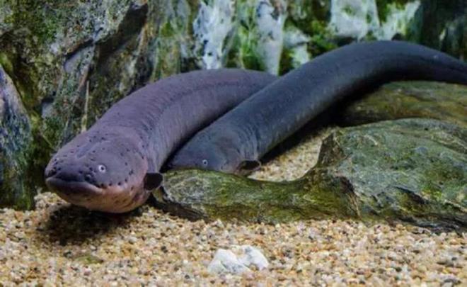 Ylan Bal<p>    lk etapta ok edip sonrasnda rahat rahat yiyebilmek iin kullanyor. Bastnz yere dikkat etmemeniz halinde bu balklar yksek miktarda elektrii serbest brakp insanlarn lmne sebep verebiliyor.