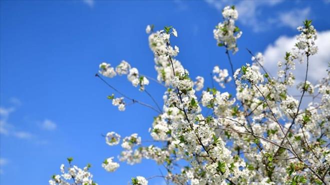 2025 CEMRE DME TARHLER     Halk takvimi ve inanna gre, kasm gnlerinin 100. gnnden 5 gn sonra cemrelerden dmeye balyor.