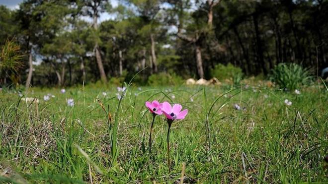 Cemrenin birer hafta aralkla havaya, suya ve topraa dtne inanlyor.  <br>   tane olan cemrenin <br>birincisi havaya (19-20 ubat), <br>ikincisi suya (26-27 ubat) <br> ncs (5-6 Mart) topraa dyor.