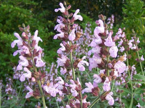 Ylmaz, "Ada ay gece terlemesi nedeniyle uykusu blnenler iin de yararl olabilir" diye konutu.