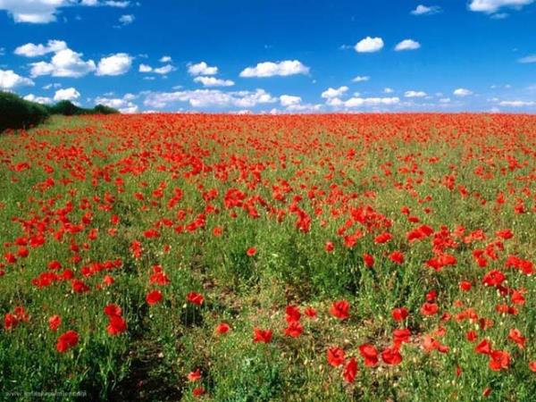 Gelincik ieklerinin balla kartrlmas ile elde edilen macun gemite de uykusuzluk iin kullanlmtr."