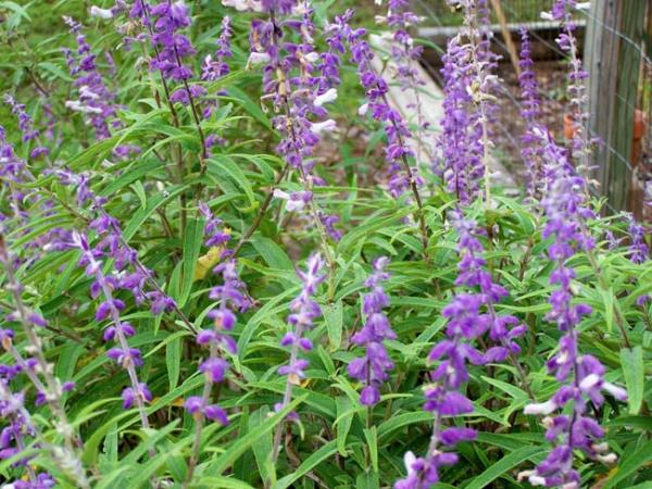 Prof. Dr. Hikmet Ylmaz, uykusuzlua are olabilecek dier bitkilerle ilgili u nerilerde bulundu: