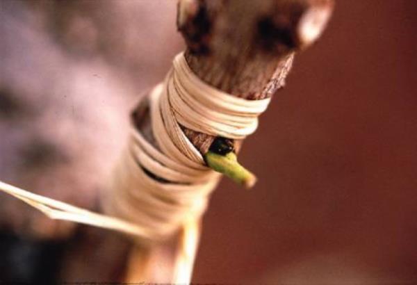 HZ. EYYB ( AS) : Ziraat idi.