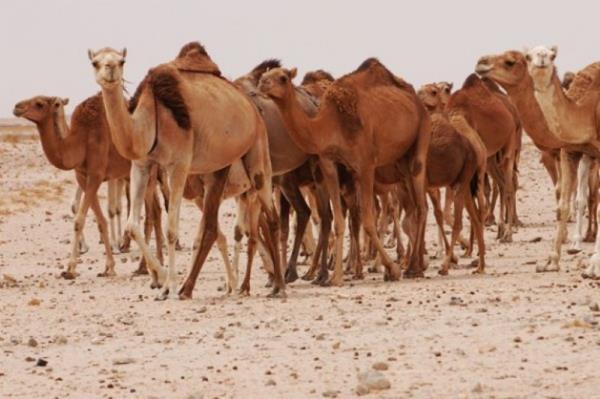 HZ. MUSA (AS) : obanlk yapm ve Hz uayb (as)'a hizmetilik etmitir.