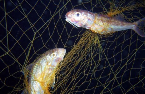 HZ. YUNUS (AS) : Balk avlayp geinirdi, balklarn piri idi.