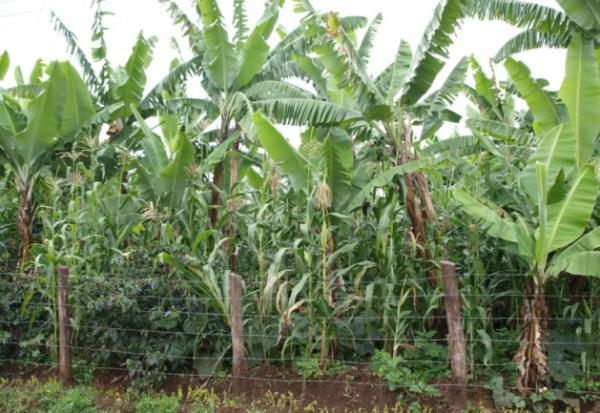 HZ. UAYB (AS) : Ziraatc idi.