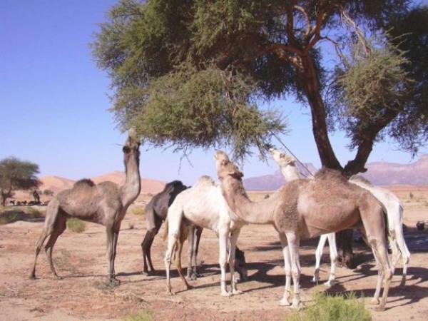 HZ. SHAK ( AS) : oban idi.