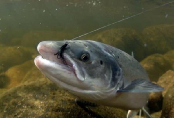 HZ. SMAL (AS) : Kara ve deniz avcl ile geimini salard. Avclarn piri saylr. 70 dil bilirdi. Tercmanlarn da piridir.