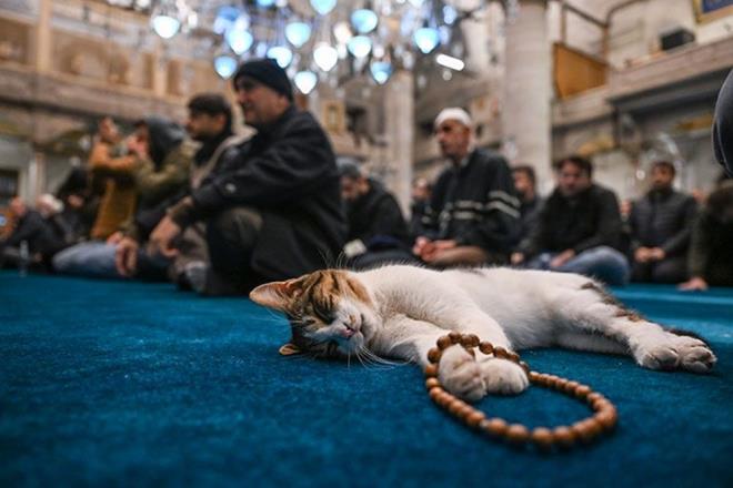 BERAT KANDL'NN NEM    Hazreti Muhammed'in, Berat Kandiline ilikin yle buyurduu ifade ediliyor:    "aban aynn 15'inci gecesini ibadetle geirin, gndznde de oru tutun. nk Yce Allah, bu gece dnya semasna rahmetiyle tecelli eder ve 'Yok mu tvbe eden, tvbesini kabul edeyim. Yok mu rzk isteyen, rzk vereyim. Yok mu ifa isteyen, ifa vereyim. Yok mu baka istei olan ona da istediini vereyim' buyurur."